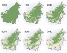 Borneo - Deforestation and endangered species | Ecological Problems