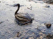 Environmental impact of the petroleum industry - Wikipedia