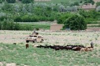 Environmental issues in Afghanistan - Wikipedia