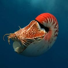 Livestock s Long Shadow: Environmental Issues and Options | Vital