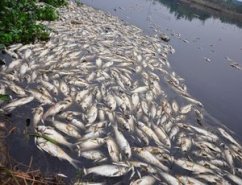 Mass Fish Deaths and the Future of Environmental Regulation in