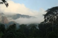 NIGERIA ENVIRONMENTAL ISSUES: A New Idea to Save Tropical Forests