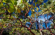 Close up photo of a Manzanita bush. Can be identified by it's red branches and round small green leaves.