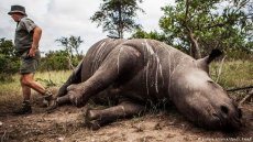 Dead rhinoceros in African park (picture-alliance/dpa/S. Fayad)