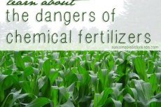 Environmental Health Issues: Dangers of Chemical Fertilizers