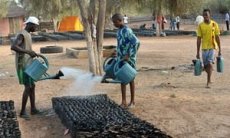 Great Green Wall : Workers water the Widu tree nursery in Senegal Louga region