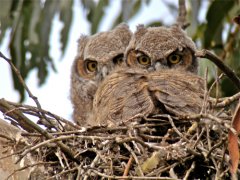 great_horned_owls_acr_gs_500x375.jpg