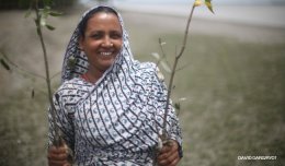 Image of a woman in Bangladesh planting mangrove saplings