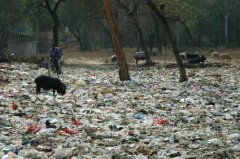 Litter problem in India, cow, pollution