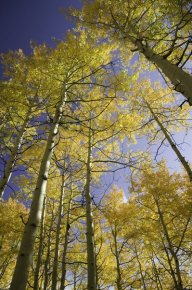 People can help keep deciduous tree populations thriving.
