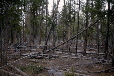 Pinus Contorta forest pre-fire. Older trees dominate the forest and there is an abundance of dead plant matter on the ground.