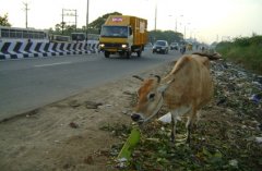Roadside cow, india pollution