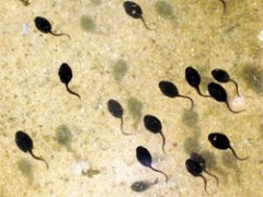 tadpoles