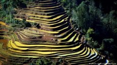 Terrace agriculture in Yunnan, China (picture-alliance/ZUMAPRESS.com)