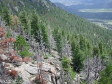 This map's green dots mark some of the forested areas in the U.S. where scientists surveyed tree loss.