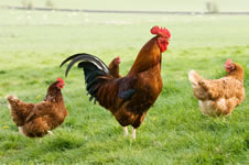 Three chickens are allowed to roam free over a large grassy field.