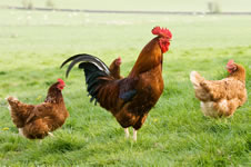 Free-range chickens Three chickens are allowed to roam free over a large grassy field.