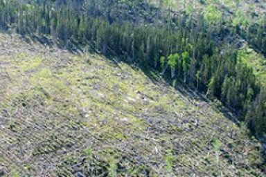Coniferous Forest Environmental Issues