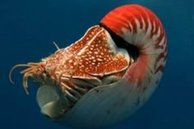 Endangered species Environmental Issues