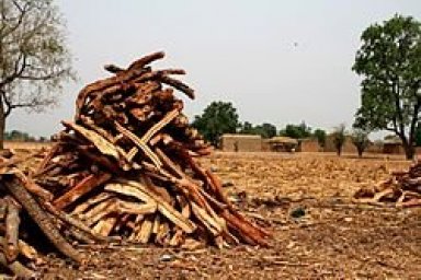 Environmental Issues in Bolivia