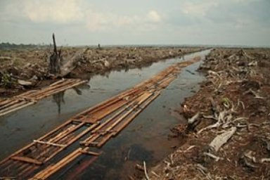 Environmental Issues in Indonesia