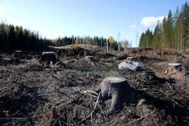 Environmental Issues in the taiga