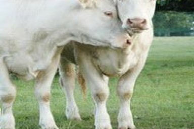 Environmental Issues Involving Animals