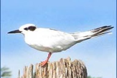 Environmental Issues on Long Island