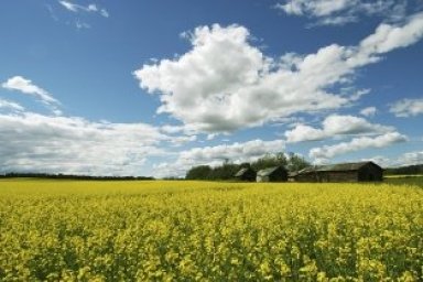Environmental Planning Issues