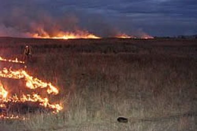 Grassland Environmental Issues