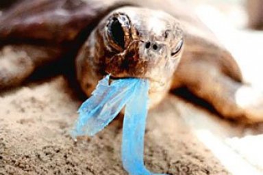 Plastic bags Environmental Issues