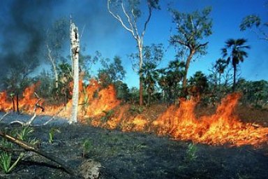 Savanna Environmental Issues