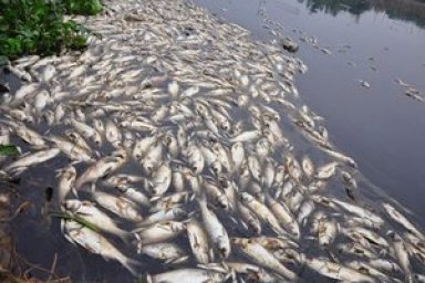 Vietnam Environmental Issues