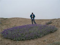 Zach Marine (class of 2009) is studying hybridization between the common plant, Lupinus chamissonis (shown here) and its endangered relative Lupinus tidestromii at Point Reyes National Seashore, California